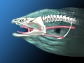 Giant Moray Eel