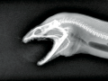 Giant Moray Eel