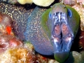 Giant Moray Eel