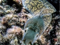 Giant Moray Eel
