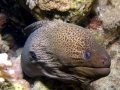 Giant Moray Eel
