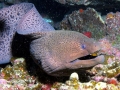 Giant Moray Eel