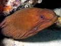 Giant Moray Eel