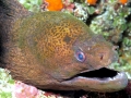 Giant Moray Eel
