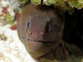 Giant Moray Eel