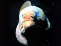 Giant Moray Eel