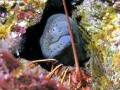 Giant Moray Eel