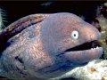 Giant Moray Eel