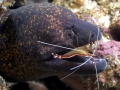 Giant Moray Eel