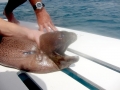 Giant Moray Eel