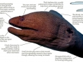 Giant Moray Eel