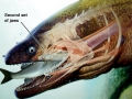Giant Moray Eel
