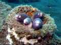 Giant Moray Eel