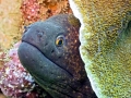 Giant Moray Eel