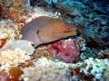 Giant Moray Eel