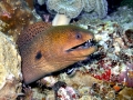 Giant Moray Eel