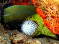 Giant Moray Eel