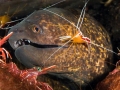 Giant Moray Eel