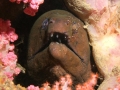 Giant Moray Eel