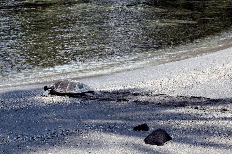 Green Sea Turtle