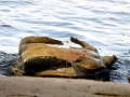 Green Sea Turtle