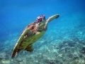 Green Sea Turtle
