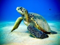 Green Sea Turtle
