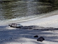 Green Sea Turtle