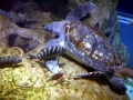 Green Sea Turtle