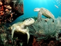 Green Sea Turtle