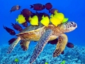 Green Sea Turtle