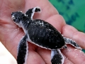 Green Sea Turtle