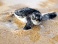 Green Sea Turtle
