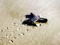 Green Sea Turtle