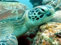 Green Sea Turtle