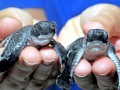 Green Sea Turtle