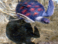 Green Sea Turtle