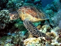 Green Sea Turtle