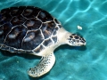 Green Sea Turtle