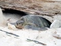 Green Sea Turtle