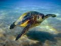Green Sea Turtle
