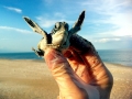 Green Sea Turtle