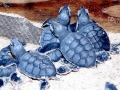 Green Sea Turtle