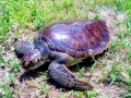Green Sea Turtle
