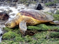 Green Sea Turtle