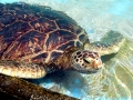 Green Sea Turtle