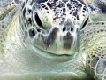 Green Sea Turtle