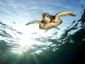 Green Sea Turtle