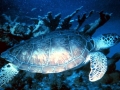 Green Sea Turtle