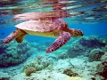 Green Sea Turtle